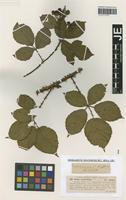 Syntype of Rubus carpinifolius Weihe & Nees variety crispus G. Braun [family ROSACEAE]