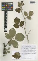 Isotype of Rubus chloocladus W. C. R. Watson [family ROSACEAE]