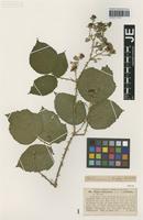 Isotype of Rubus lindleianus Lees forma cordifolius G. Braun [family ROSACEAE]