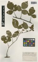 Isotype of Rubus algovicus Caflisch forma latifolius Caflisch ex G. Braun [family ROSACEAE]