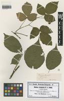 Isotype of Rubus rivularis Wirtg. & P. J. Müll. forma latifolius F. Kretzer [family ROSACEAE]
