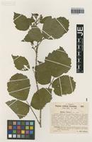 Isotype of Rubus sieberi H. Hofm. [family ROSACEAE]