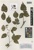 Isotype of Rubus vigorosus P. J. Müll. & Wirtg. [family ROSACEAE]