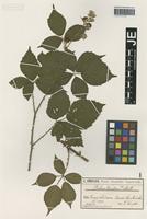Syntype of Rubus winteri (P. J. Müll. ex Focke) Foerster [family ROSACEAE]