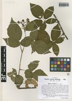 Isotype of Rubus sieberi H. Hofm. [family ROSACEAE]