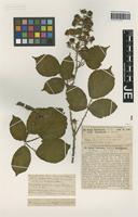 Syntype of Rubus leptothyrsos G. Braun [family ROSACEAE]