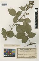 Syntype of Rubus saxonicus H. Hofm. [family ROSACEAE]