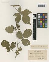 Type? of Rubus indusiatus Focke [family ROSACEAE]