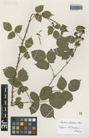 Type? of Rubus muenteri T. Marsson [family ROSACEAE]