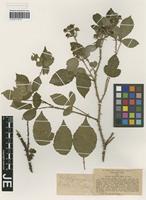 Isotype of Rubus hostilis P. J. Müll. & Wirtg. [family ROSACEAE]