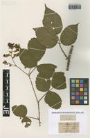 Type? of Rubus sprengelii Weihe [family ROSACEAE]