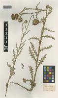 Type? of Carduus spinigerus Jord. [family ASTERACEAE]