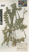 Isotype of Carduus transcaspicus Gand. subspecies macrocephalus (Arènes) Kazmi [family ASTERACEAE]