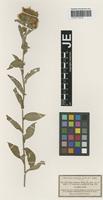 Original material of Centaurea stenolepis A. Kern. [family ASTERACEAE]