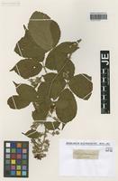 Type? of Rubus schlechtendalii Weihe ex Link [family ROSACEAE]