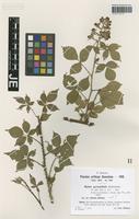 Syntype of Rubus pyramidalis Kaltenb. variety sitiens H. Hofm. ex Sudre [family ROSACEAE]