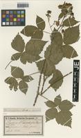 Paratype of Rubus lobatidens H. E. Weber & Stohr [family ROSACEAE]