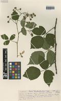 Paratype of Rubus schleicheriformis W. Jansen [family ROSACEAE]
