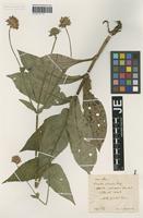 Holotype of Knautia sylvatica (L.) Duby variety glabrata Hausskn. [family DIPSACACEAE]
