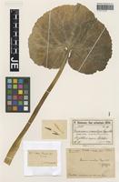 Isotype of Doronicum macrolepis Freyn & Sint. [family ASTERACEAE]