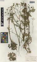 Syntype of Lapsana peduncularis Boiss. [family ASTERACEAE]