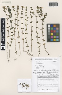 Original material of Euphrasia rostkoviana Hayne subspecies kreiselii Rothm. & U. Schneid. [family SCROPHULARIACEAE]