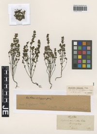 Syntype of Euphrasia curta (Fr.) Wettst. variety glabrescens Wettst. [family SCROPHULARIACEAE]