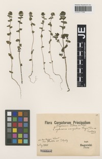 Syntype of Euphrasia minima Jacq. ex DC. subspecies tatrae (Wettst.) Hayek [family SCROPHULARIACEAE]