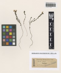 Original material of Euphrasia tholeyroniana Gand. [family SCROPHULARIACEAE]