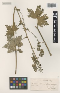 Type? of Aconitum moldavicum Hacq. ex Rchb. forma obtusidentatum Simonk. ex Gáyer [family RANUNCULACEAE]