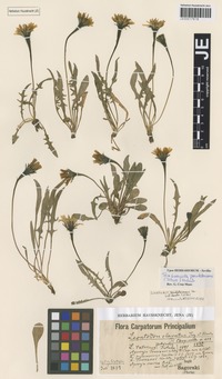 Syntype of Leontodon clavatus Sagorski & Gus. Schneid. [family ASTERACEAE]
