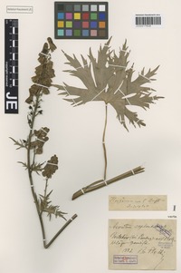 Type? of Aconitum fallacinum Błocki [family RANUNCULACEAE]