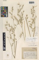 Original material of Avena fatua L. forma transiens Hausskn. [family POACEAE]