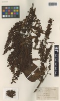 Syntype of Rumex schreberi Hausskn. [family POLYGONACEAE]
