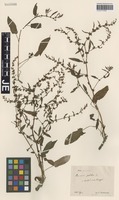 Syntype of Rumex pulcher L. variety microdon Hausskn. [family POLYGONACEAE]