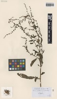 Syntype of Rumex pulcher L. forma macrodontus Hausskn. [family POLYGONACEAE]