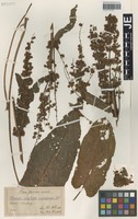 Syntype of Rumex skofitzii Błocki [family POLYGONACEAE]