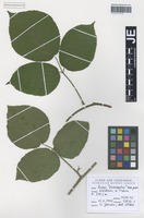 Original material of Rubus exarmatus H. E. Weber & W. Jansen [family ROSACEAE]