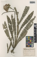 Original material of Cirsium borderei Rouy [family ASTERACEAE]