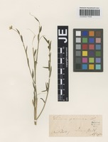 Type? of Linum darmstadinum Alef. [family LINACEAE]