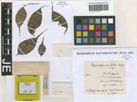 Holotype of Drepanolejeunea bakeri Herzog [family LEJEUNEACEAE]