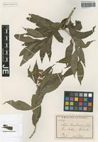 Isotype of Nuxia usambarensis Gilg [family BUDDLEJACEAE]