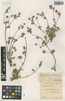 Syntype of Potentilla hirta L. variety ligustica Th. Wolf [family ROSACEAE]