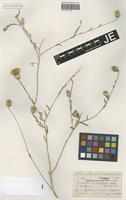 Syntype of Centaurea balsamitella Bornm. [family ASTERACEAE]