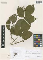Syntype of Rubus pedemontanus Pinkw. [family ROSACEAE]