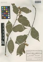 Isotype of Grewia stolzii Ulbr. [family TILIACEAE]