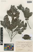 Isotype of Breonia sphaerantha (Baill.) Homolle ex Ridsdale [family RUBIACEAE]