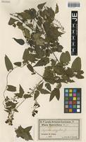 Syntype of Urvillea euryptera Griseb. [family SAPINDACEAE]