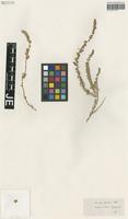 Syntype of Chenolea arabica Boiss. [family CHENOPODIACEAE]