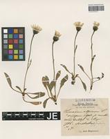 Syntype of Hieracium alpinum L. variety multicolor Dahlst. & Magn. [family ASTERACEAE]